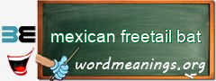 WordMeaning blackboard for mexican freetail bat